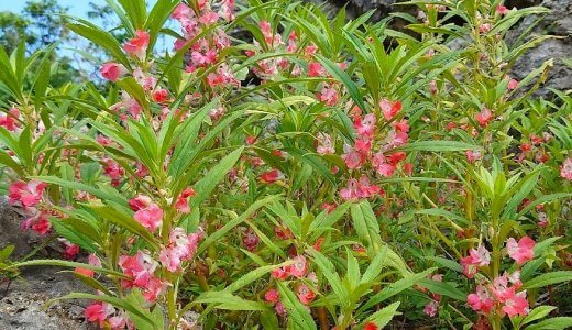 第2回「てぃんさぐぬ花」沖縄本島