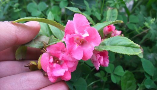 第2回「てぃんさぐぬ花」沖縄本島